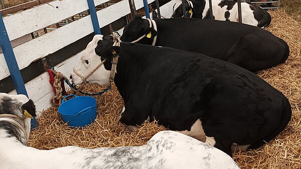 Cows sitting in cowshed / farm
